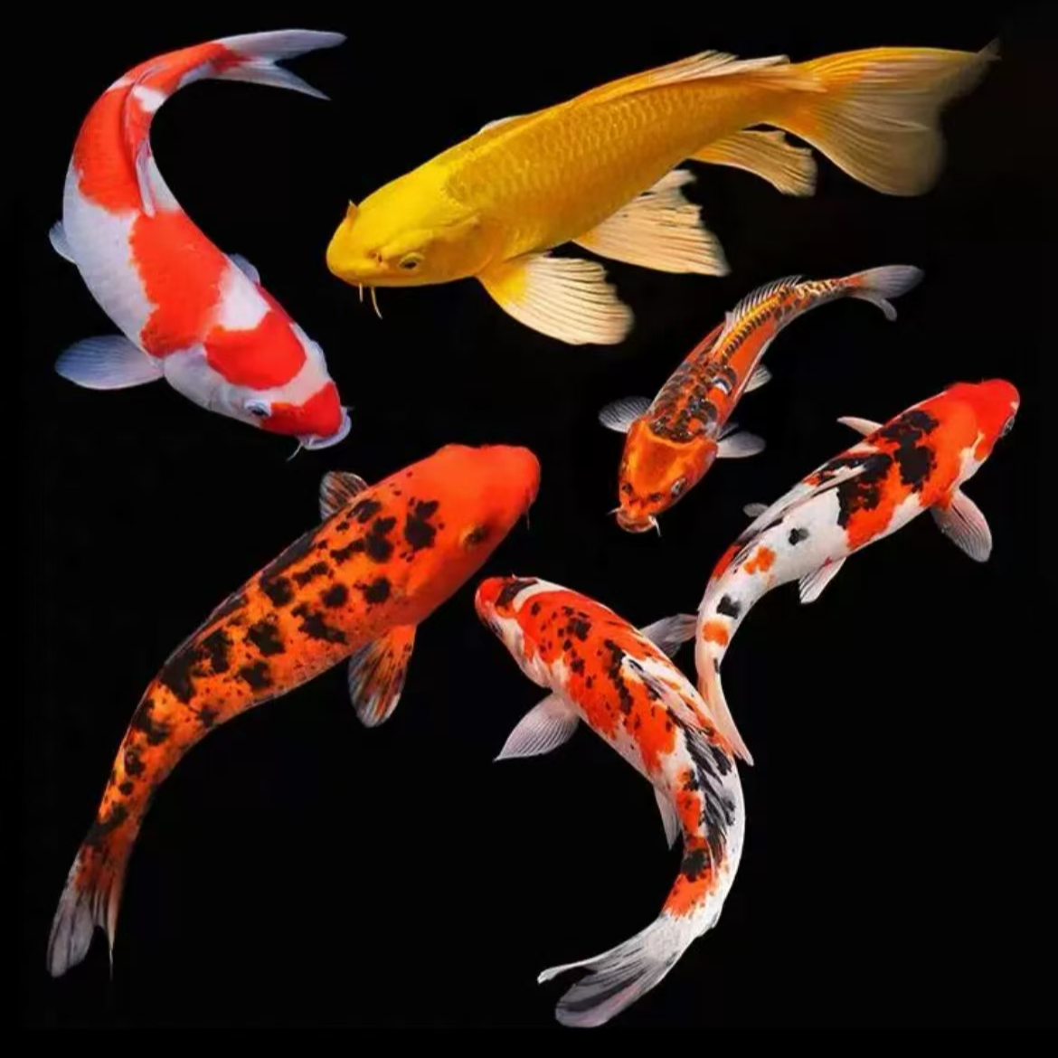 店铺改价链接观赏鱼·月下