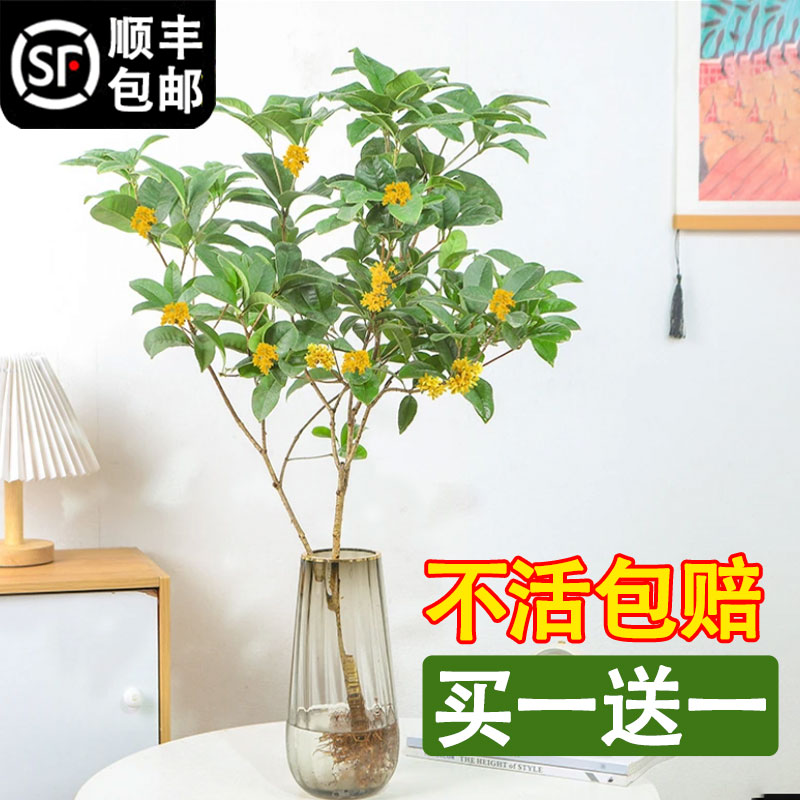 水培桂花盆栽植物室内好养绿植四季开花鲜切花水培浓香型树苗花卉