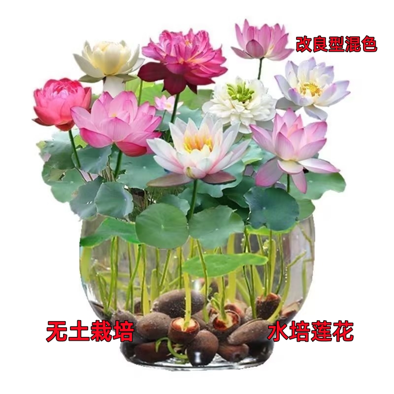 【水培莲子】盆栽无土水培莲花四季开花水养赠营养液