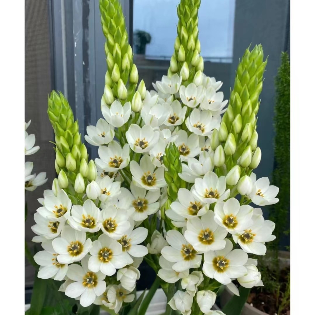 圣心百合盆栽花卉绿植耐热耐寒多年生阳台庭院开花植物易活