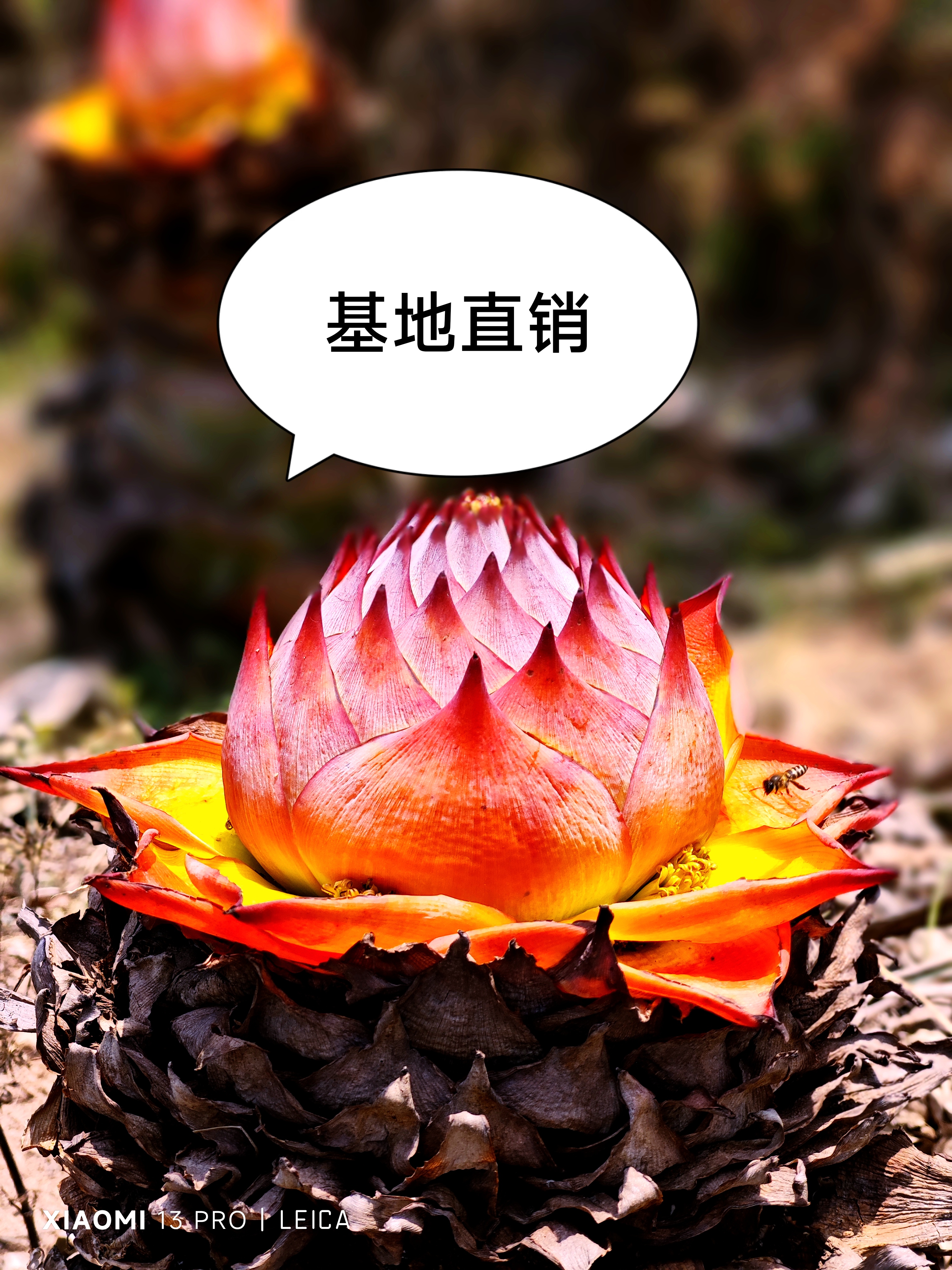 云南冬季地涌红莲苗，两年苗，花卉绿植，
