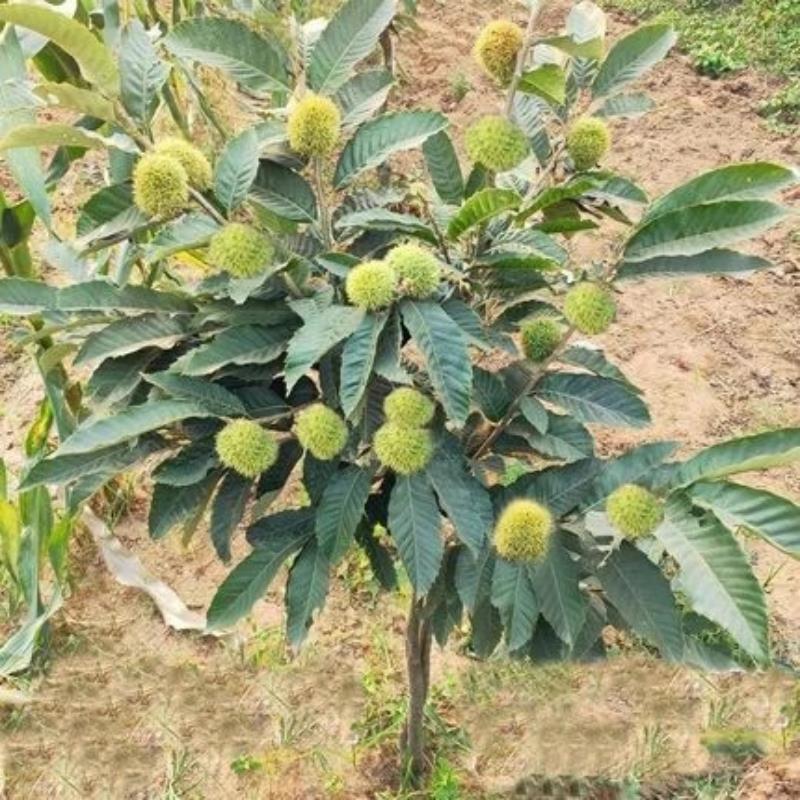 正宗建瓯锥栗苗嫁接处暑红锥栗树苗南北方种植板栗苗地栽当年结果