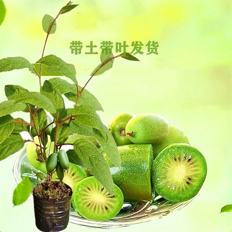 软枣猕猴桃树苗拇指自花授粉带叶带土盆地栽四季种植当年结果抗寒