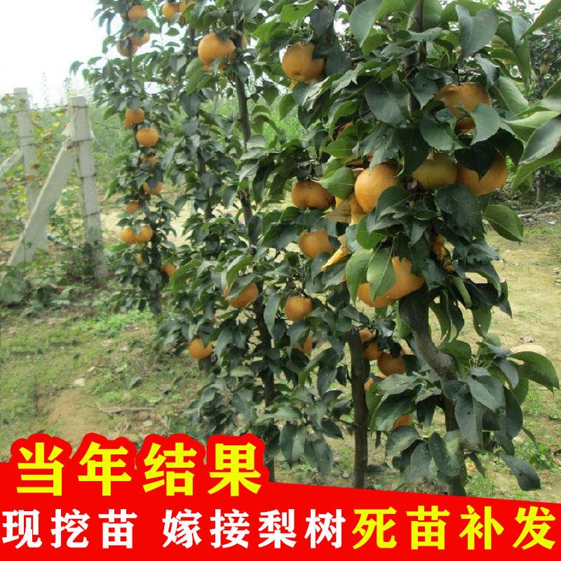 梨树果苗四季当年结果盆栽香梨翠冠秋月梨皇冠梨嫁接苗庭院梨树苗
