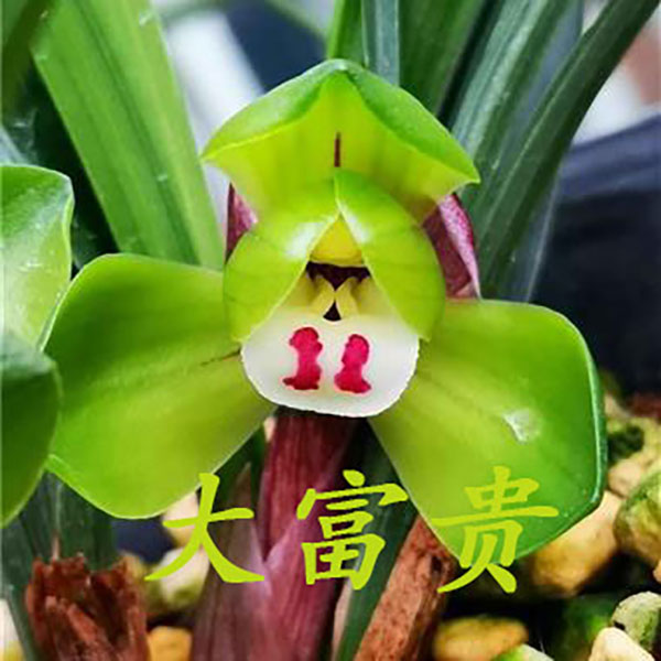 （春兰）好养名品兰花草观花植物草本浓香绿植盆栽