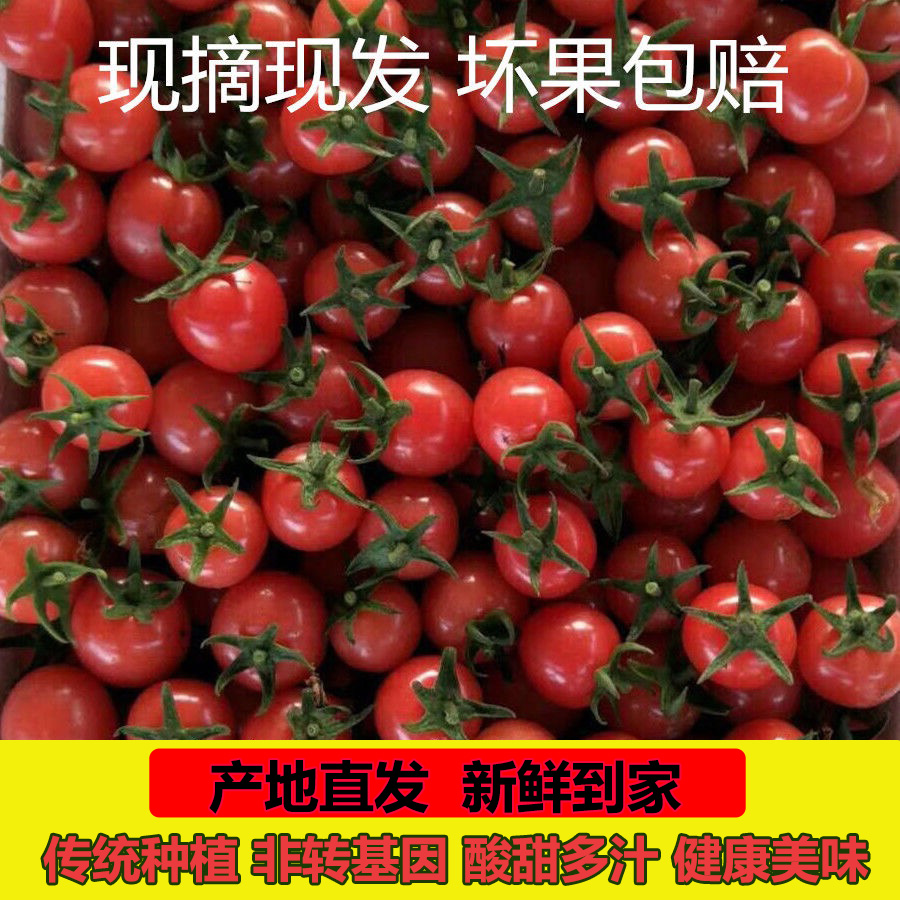 圣女果新鲜山东千禧小番茄小柿子樱桃小西红柿应季水果现摘现发
