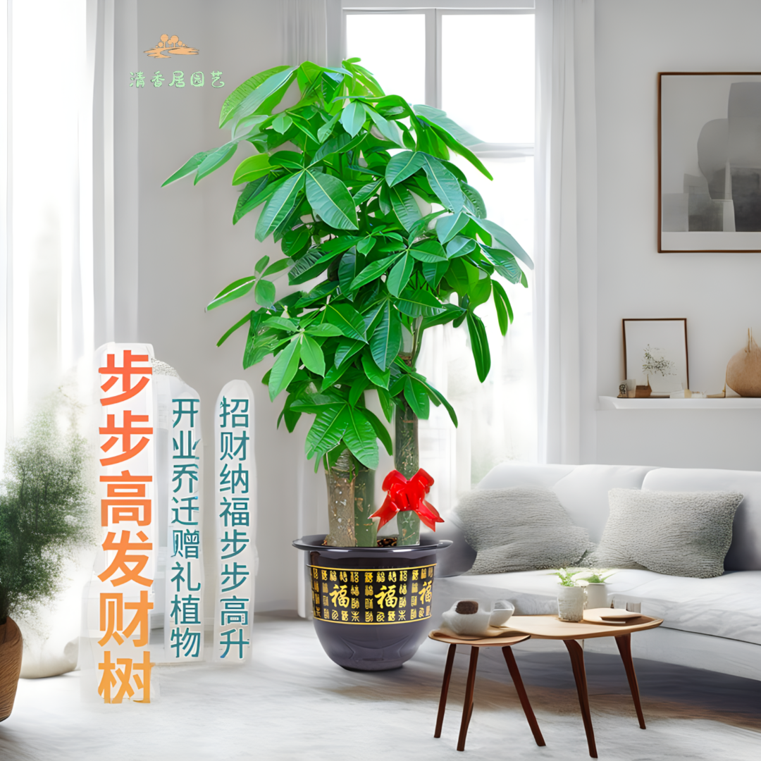 步步高精选大气盆栽摆放绿植大株开业绿植盆栽发财树大棵盆栽客厅