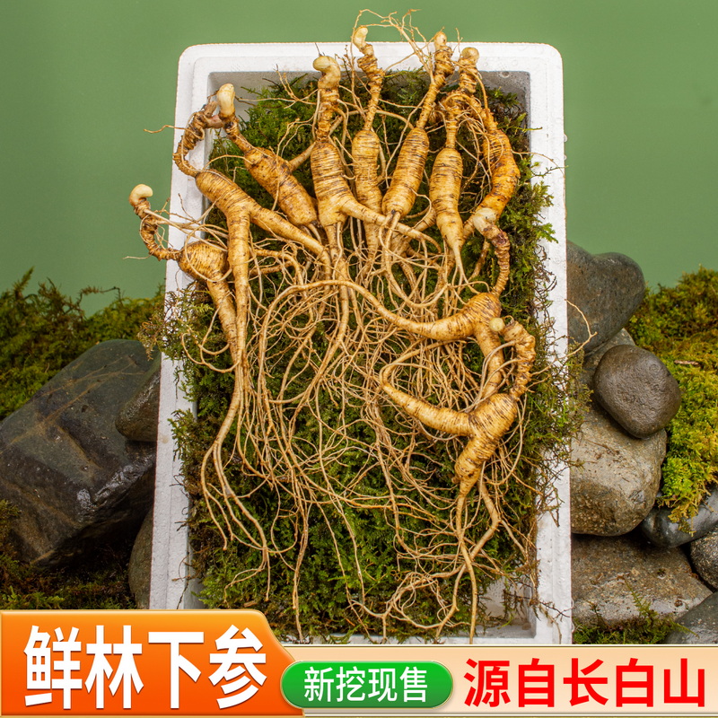 东北长白山新鲜人参 林下参 野山参 重量100g （8-12支）