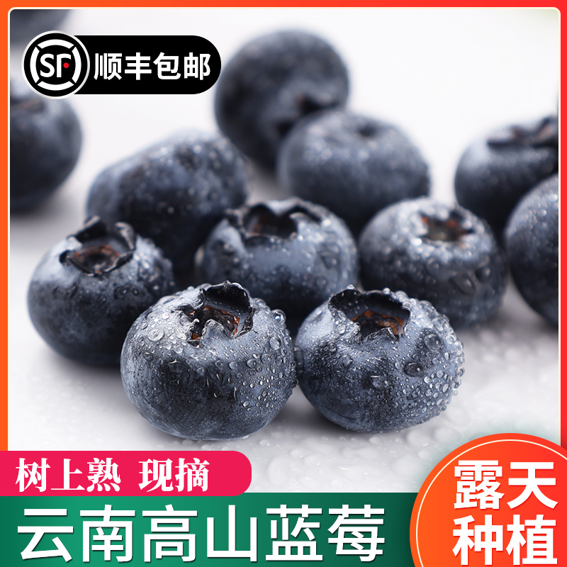 【莓小蓝】正宗云南花香蓝莓 澄江抚仙湖新鲜现摘 高原生态水果