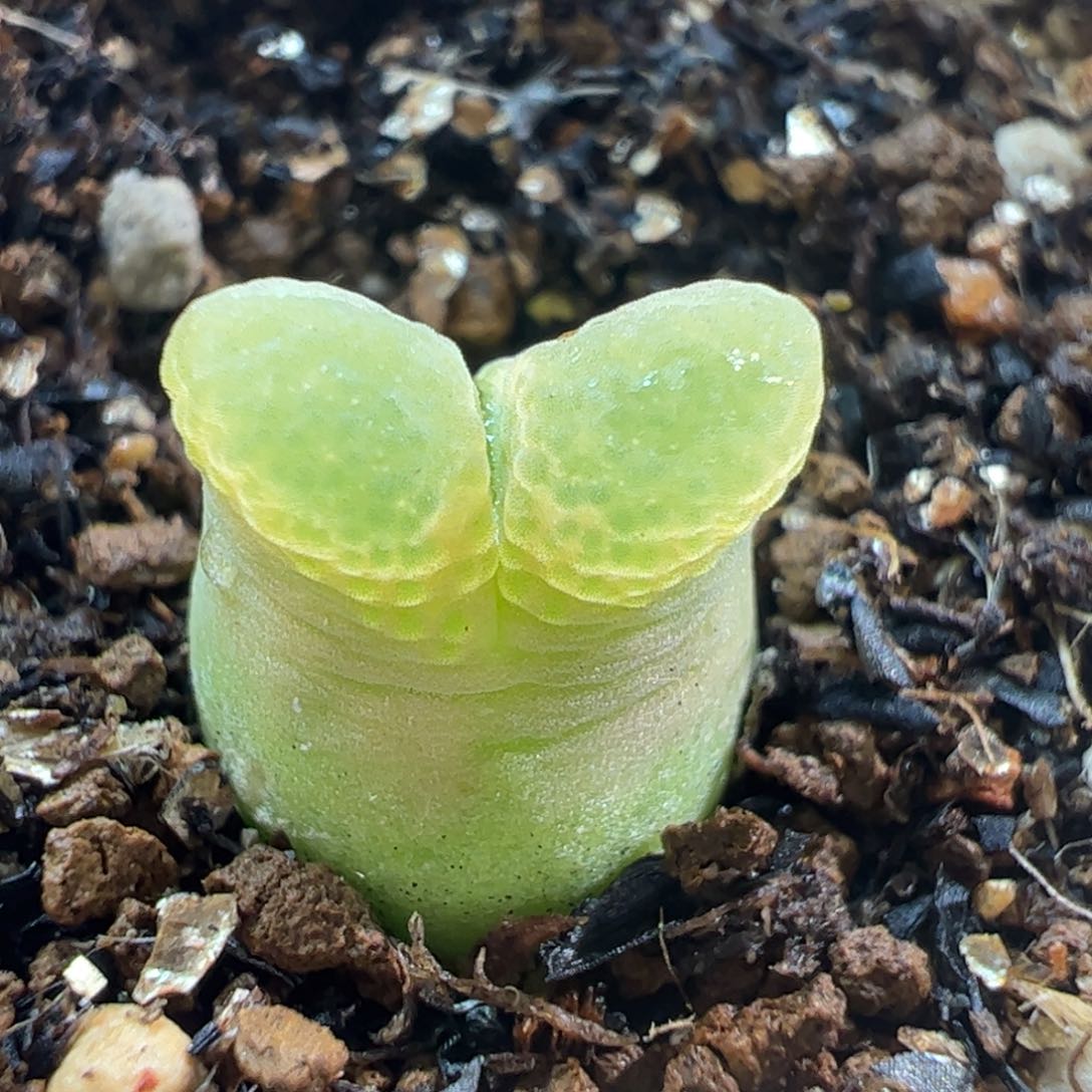438多肉植物百科