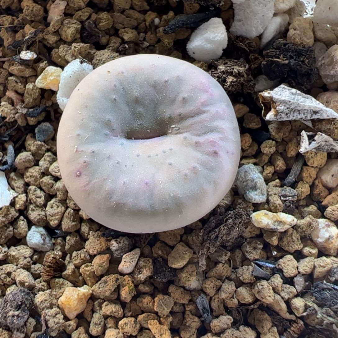 2502255多肉植物百科