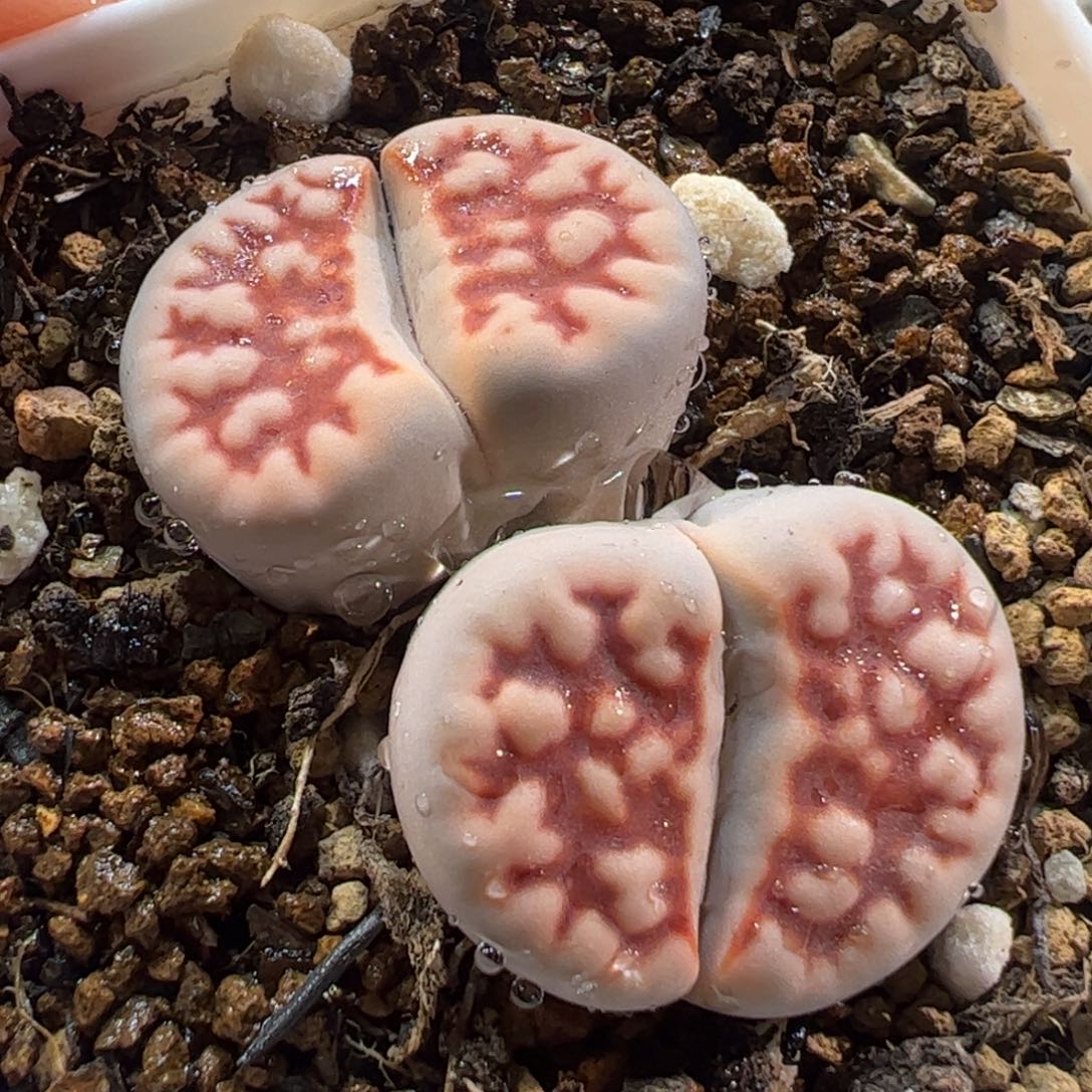 180184多肉植物百科