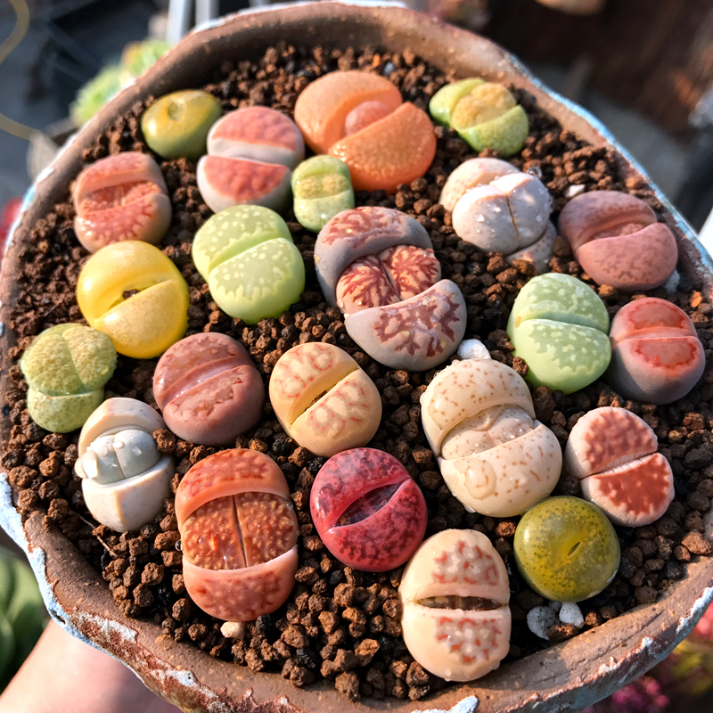 锦尚园艺生石花彩色组合彩拼PP花阳台趣味粉色萌物绿植多肉植物