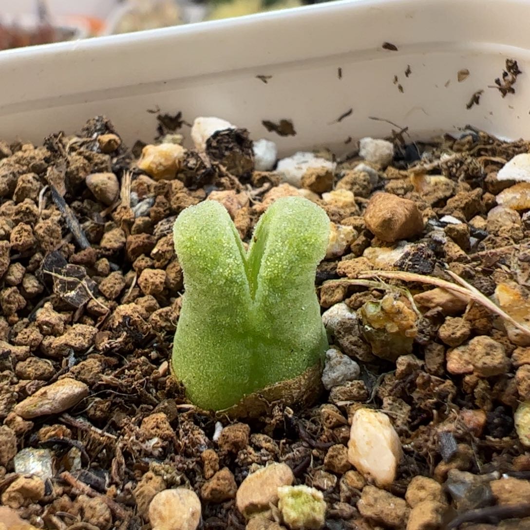 180276多肉植物百科