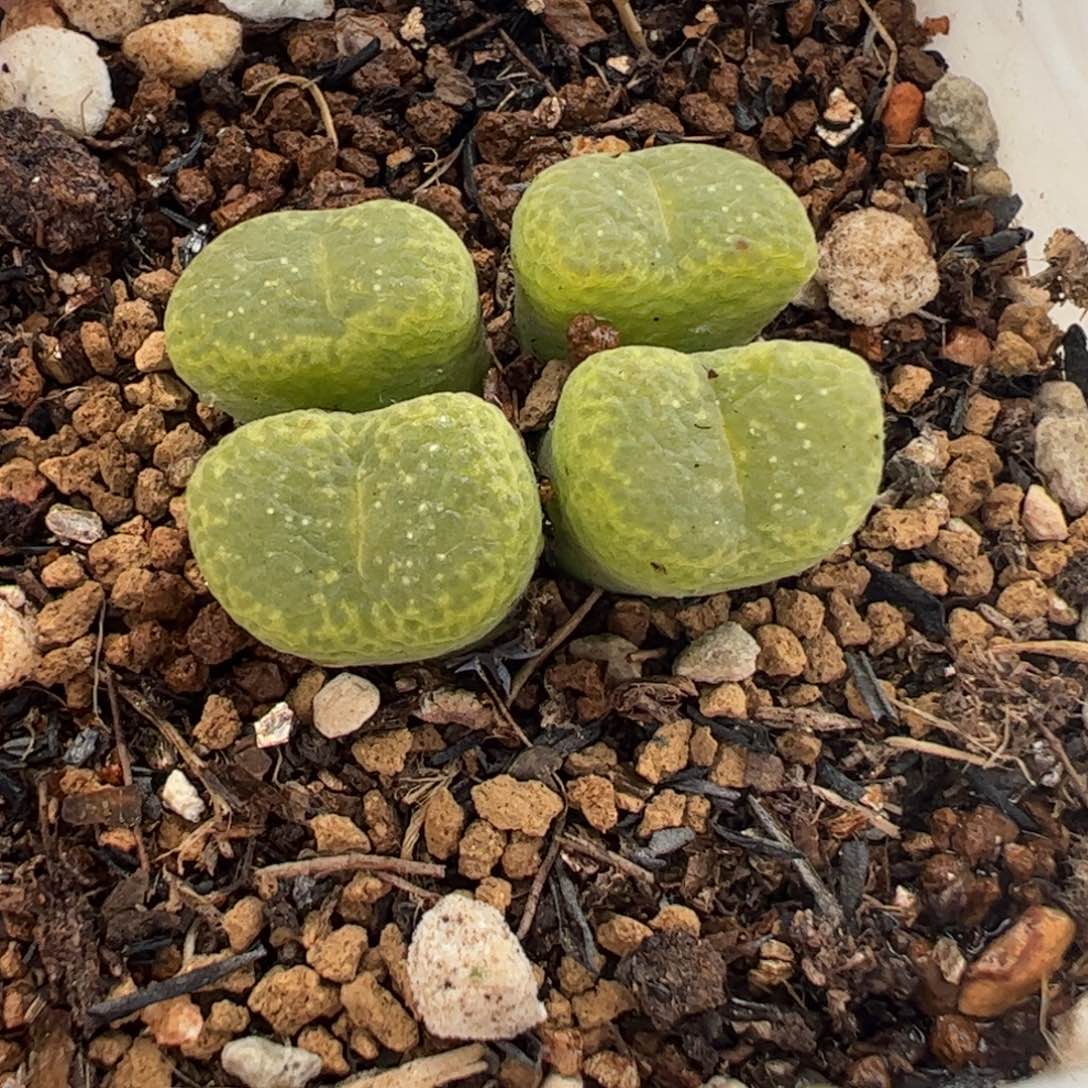 280221多肉植物百科