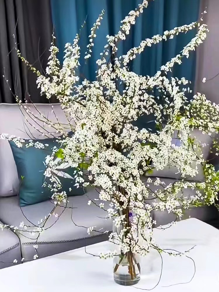 鲜枝开花雪柳盆栽室内水养插花水培植物鲜花花卉好养绿植干枝遇水