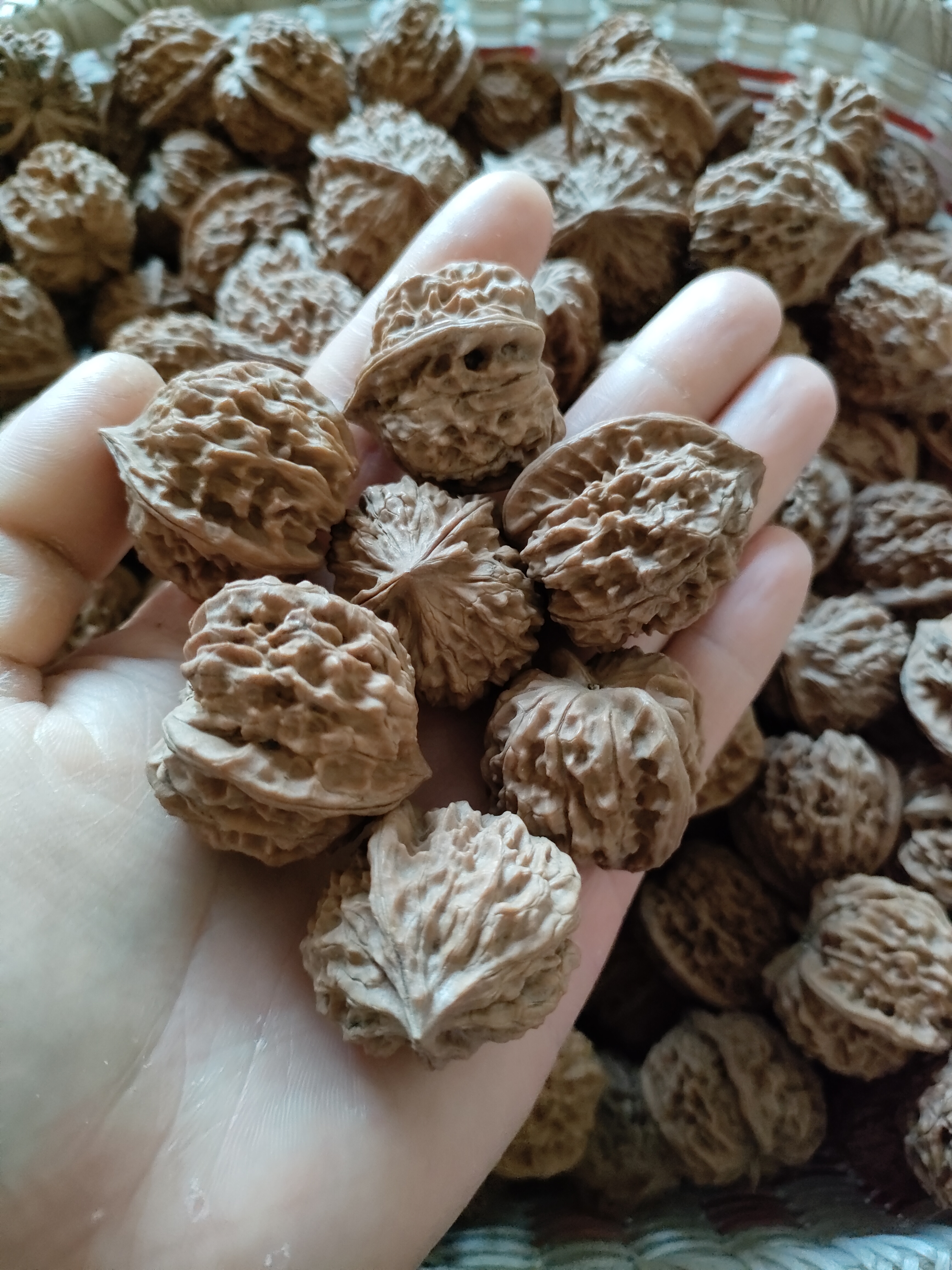 文玩核桃产地核农直销