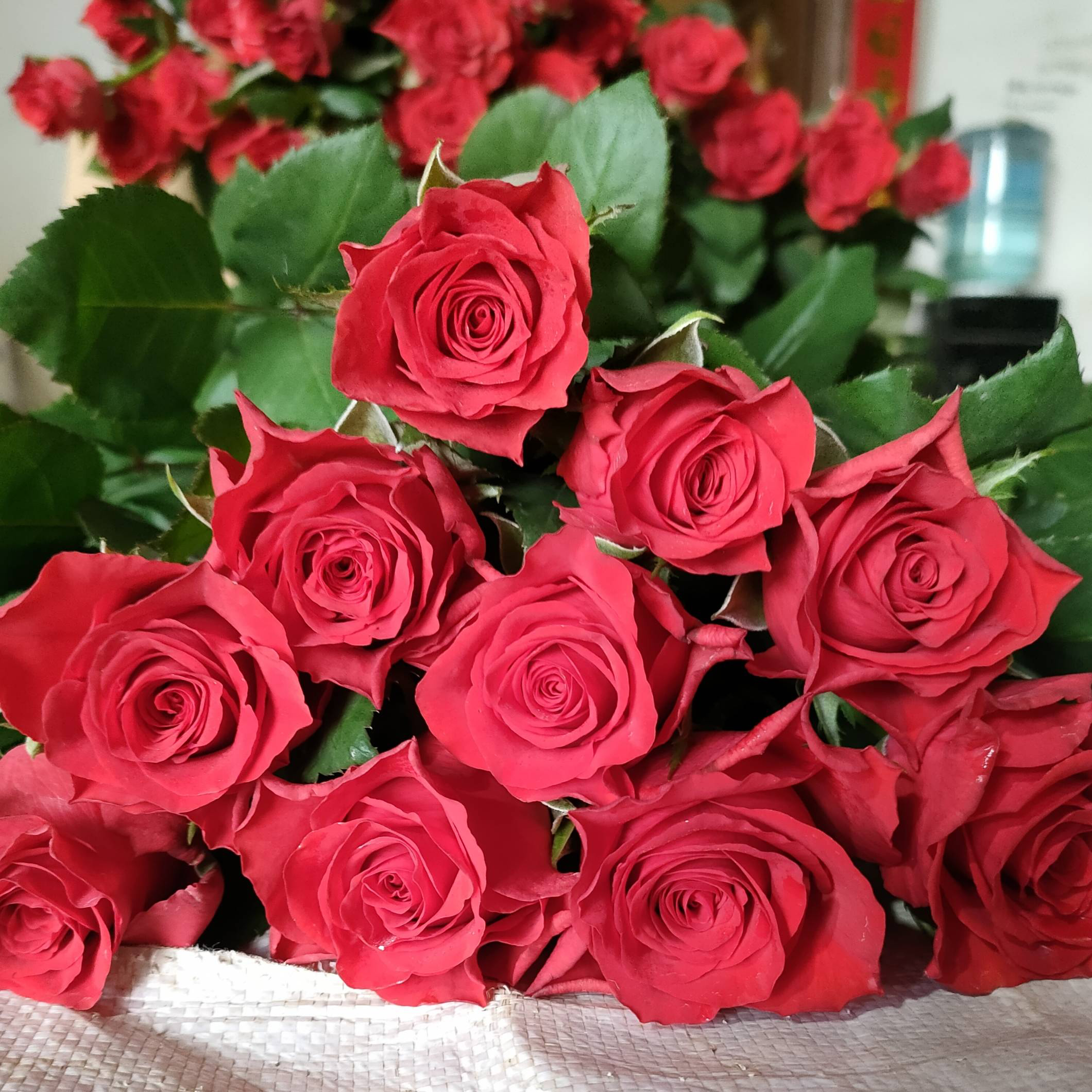 云南基地现采高原红玫瑰鲜花花束水养真花情人节插花