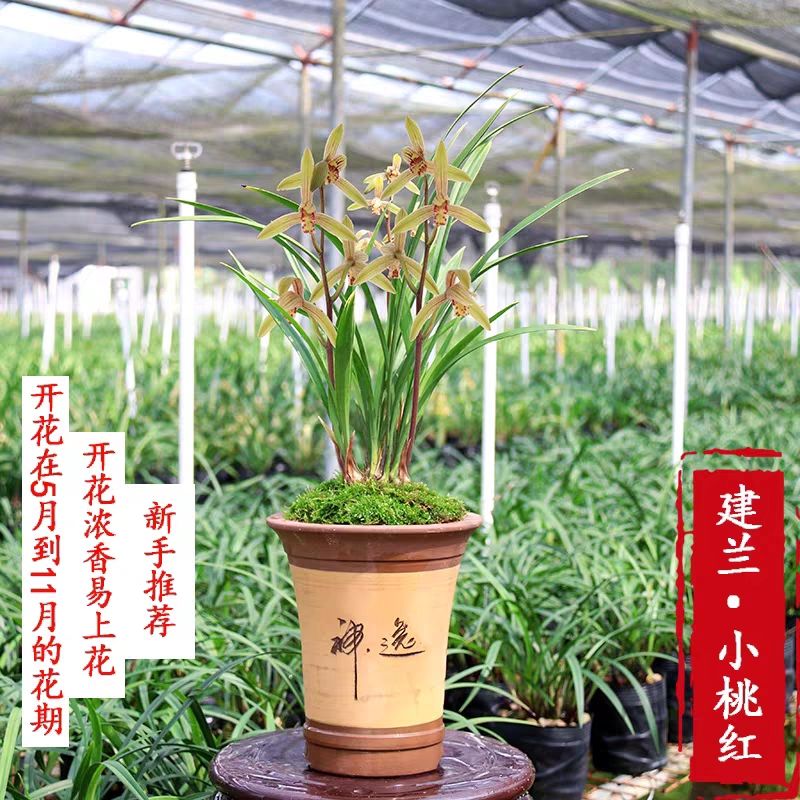 建兰小桃红四季开花浓香型叶带金边原盆发货