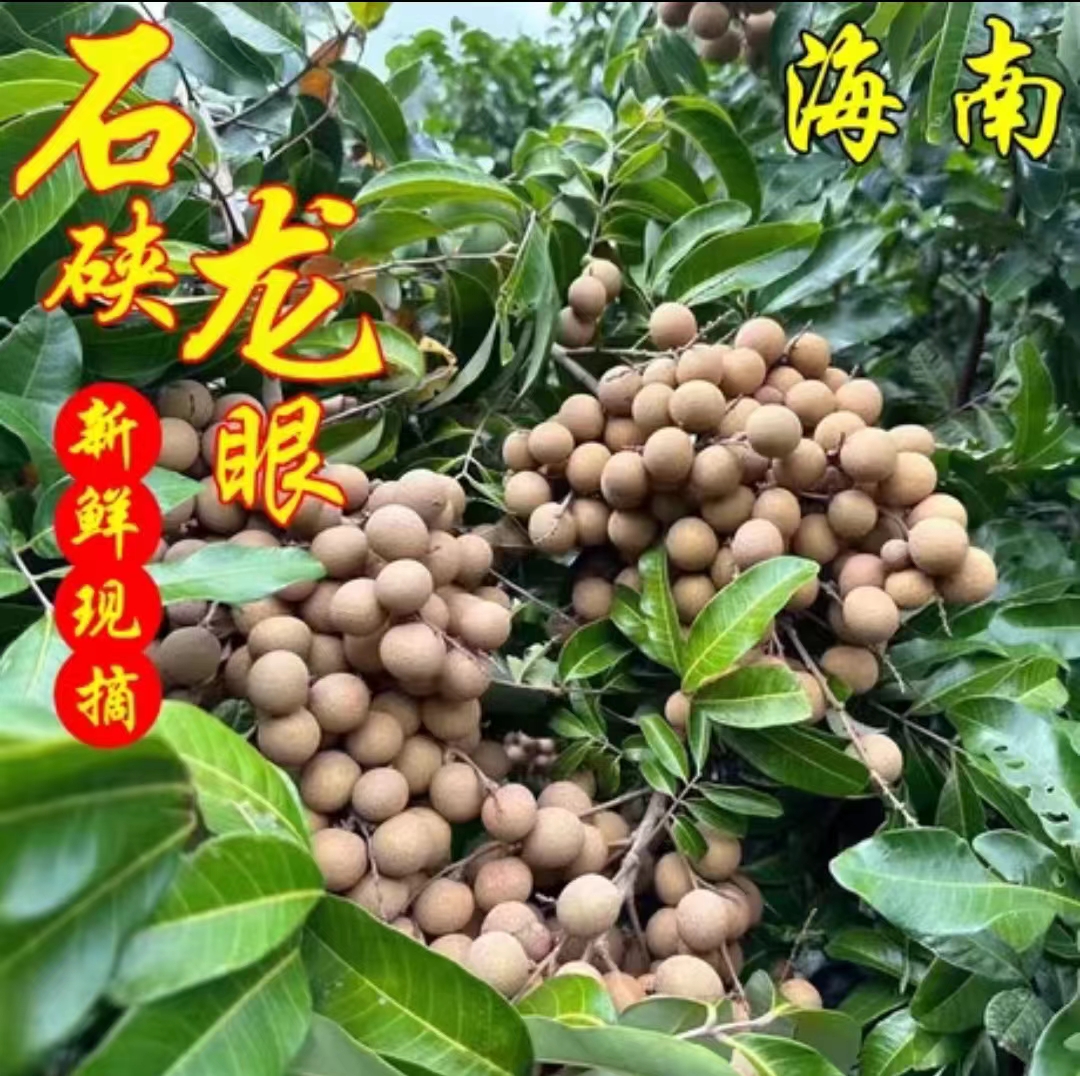 海南石夹龙眼约2斤