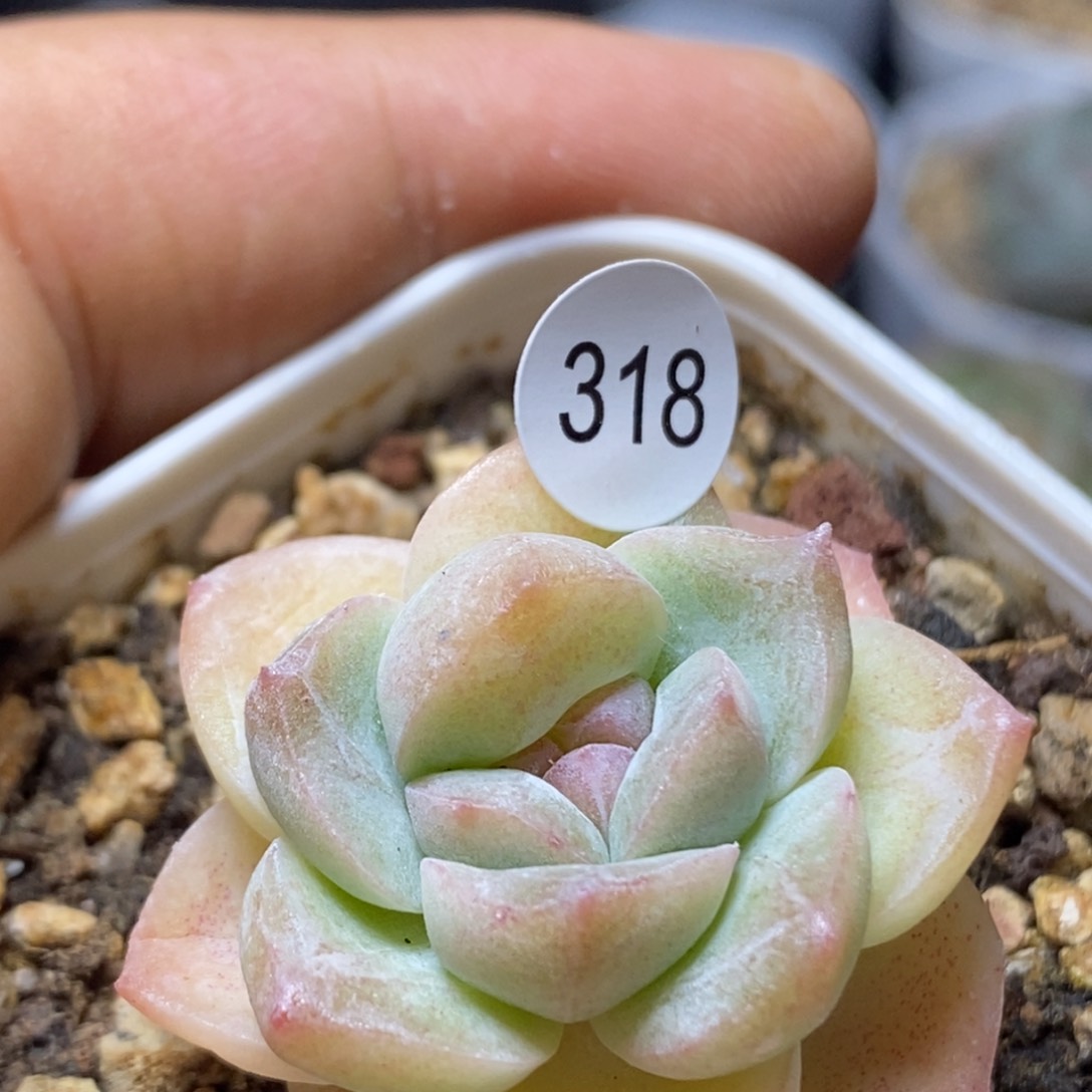 糖心珍妮特价318