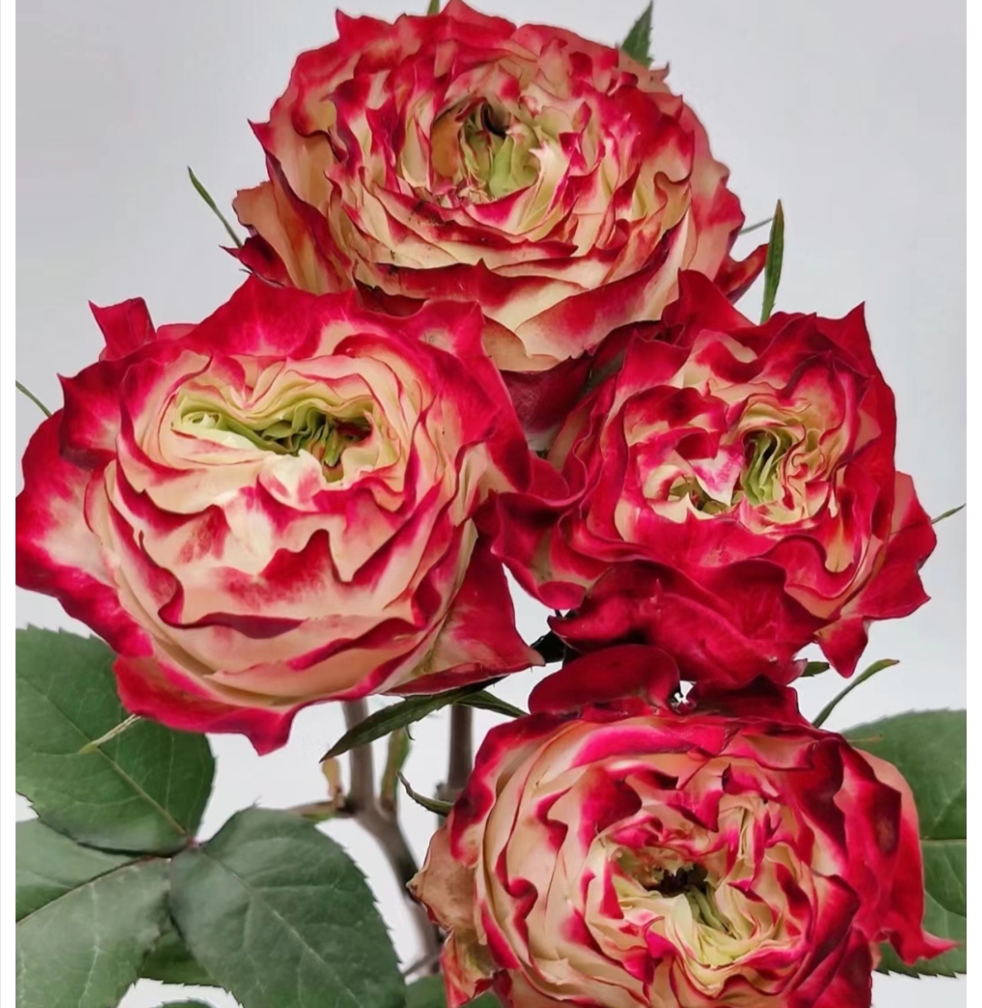 【苹果杰克】玫瑰花沈阳晓全花行东北鲜花辽宁吉林黑龙江