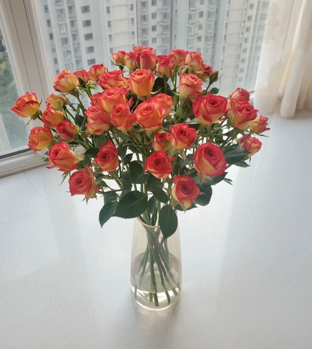 【爱丽丝】多头泡泡玫瑰花东北沈阳晓全鲜花行