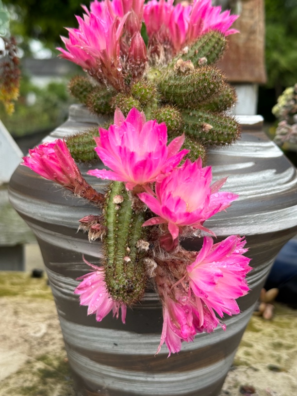 白檀，毛毛虫，花色特多，群开花体