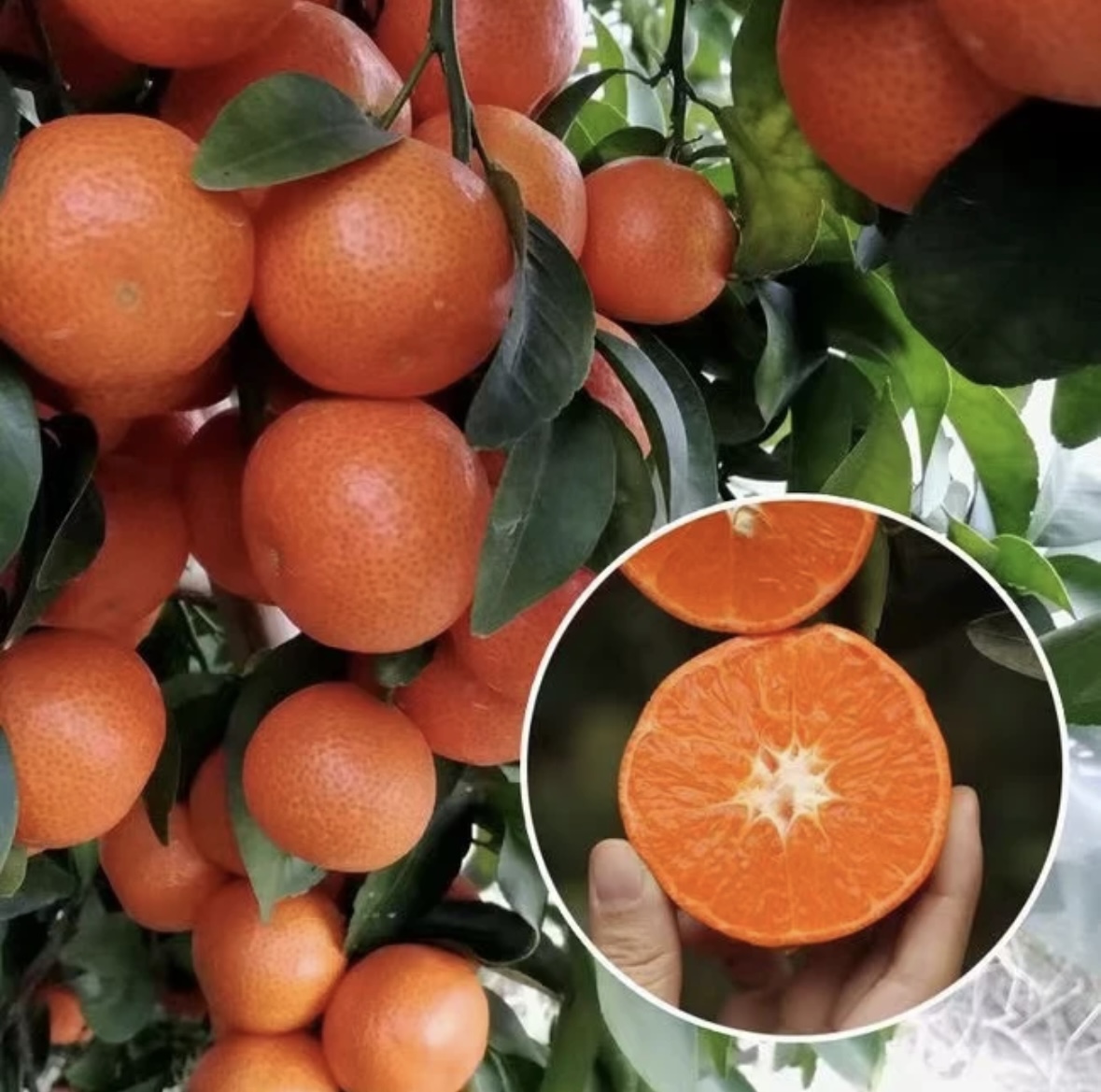 花园 植物 砂糖 一物 一拍