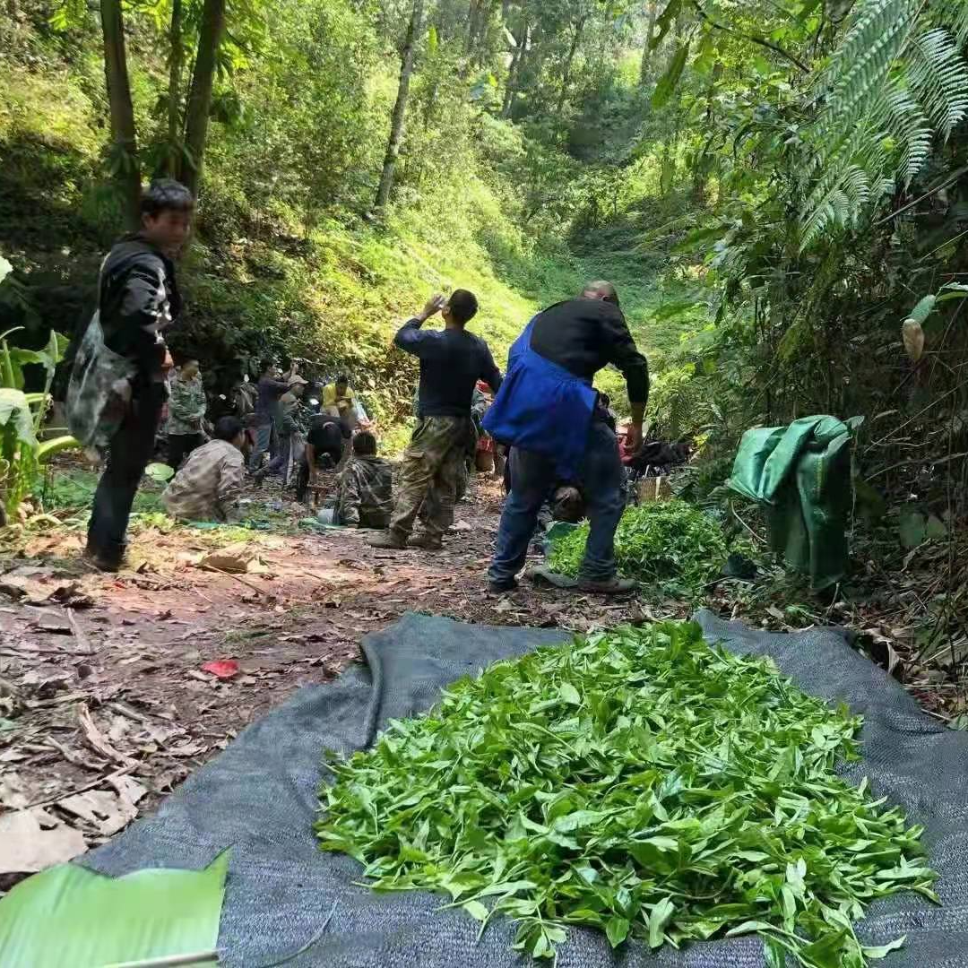 2025年犀牛塘单株1000克