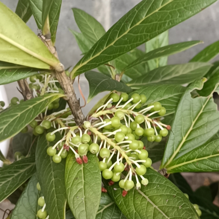 树萝卜绿植盆栽（大叶）线下随机发货