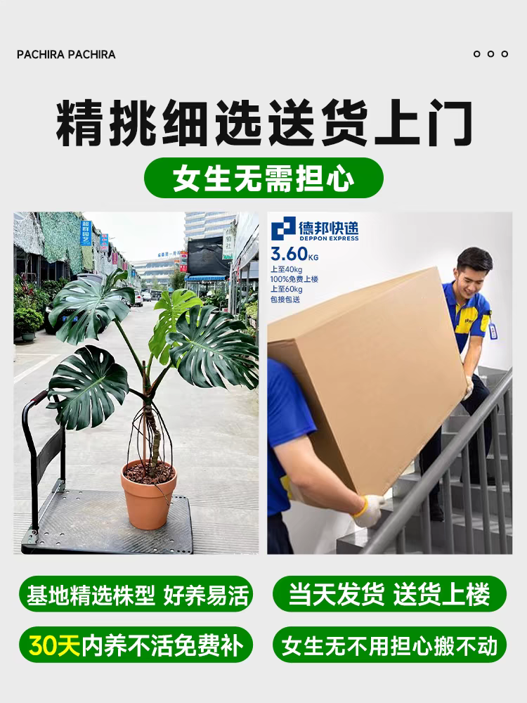 三年独杆老桩龟背竹盆栽绿植客厅北欧大型室内除甲醛植物