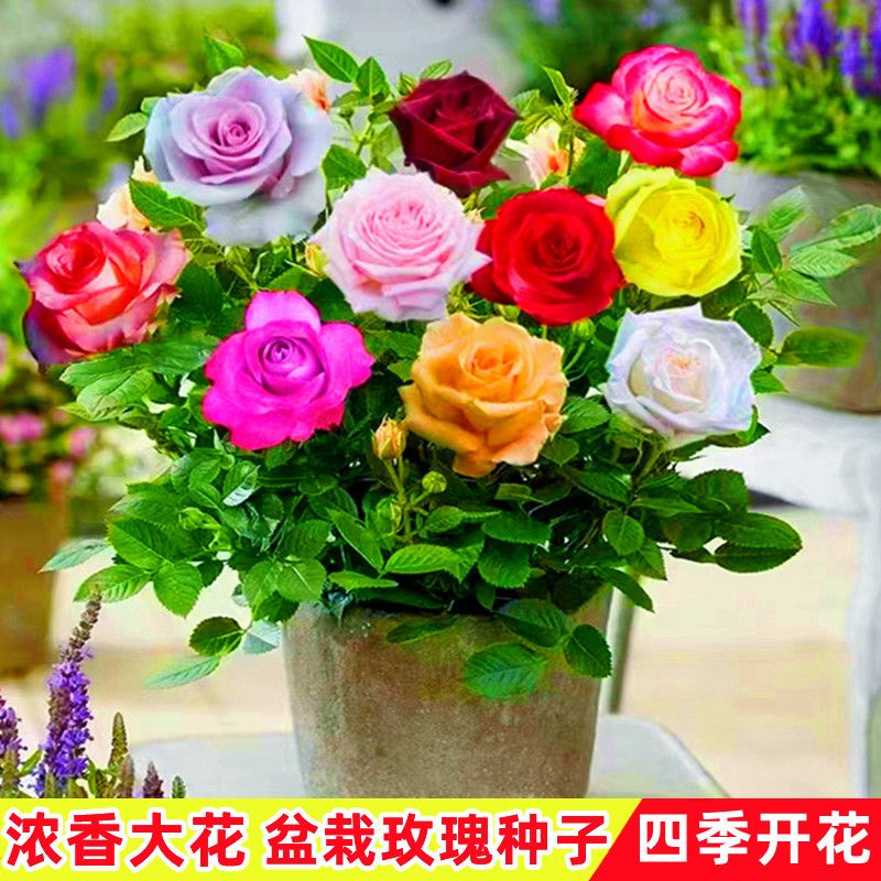 玫瑰花种子四季开花易活花种籽子室内盆栽室外庭院绿植物鲜花种子