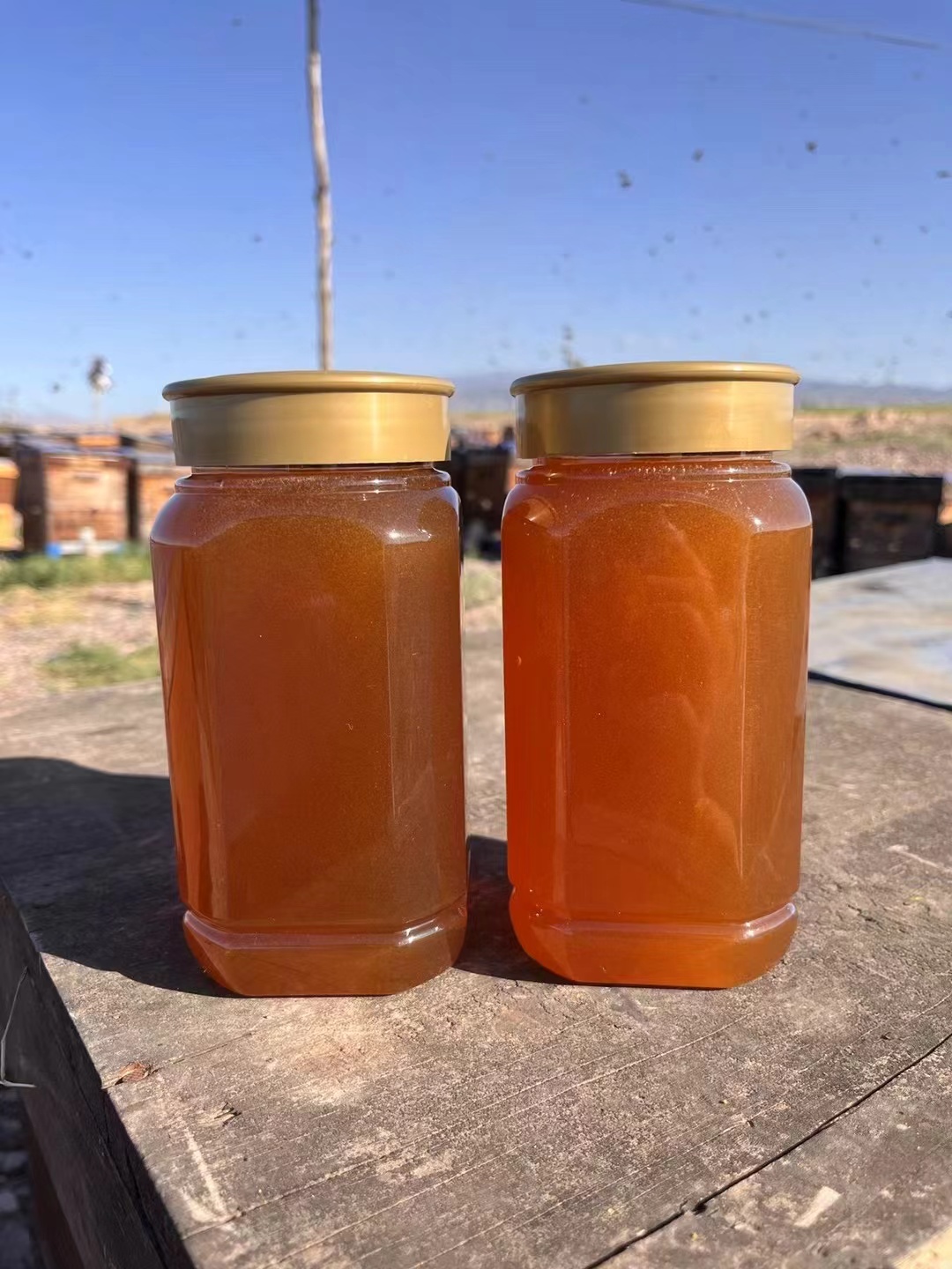      甘肃山丹海拔2800米茴香蜜，蜂王