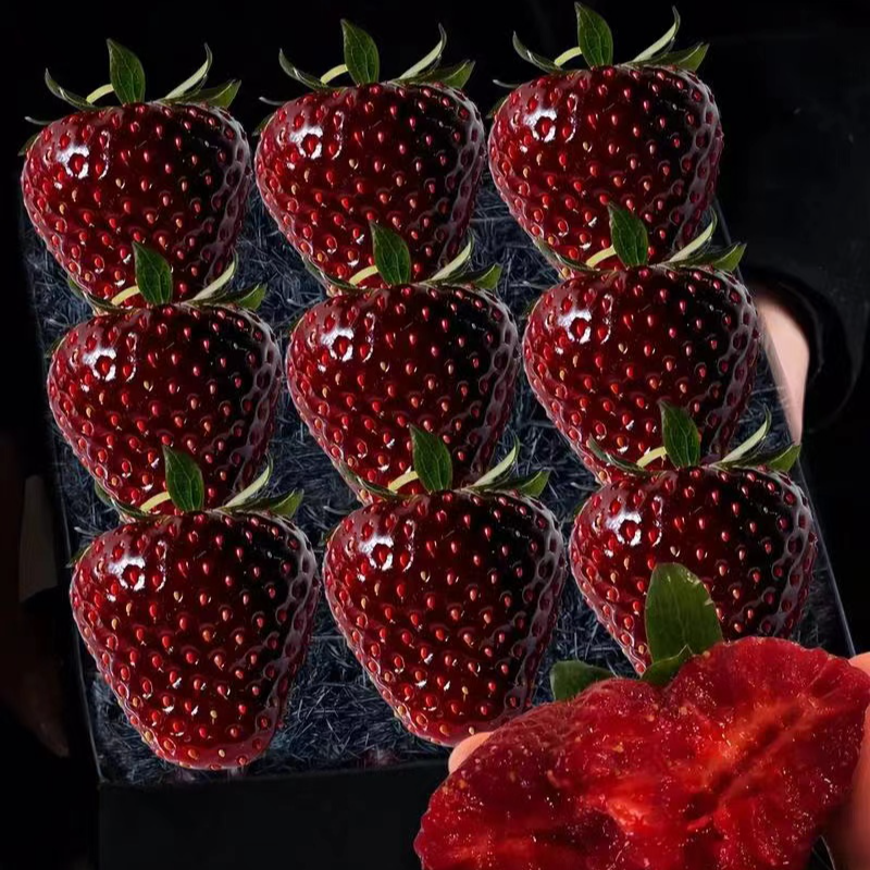 真红美玲黑珍珠莓草莓苗粉色草莓苗黑色草莓苗隋株草莓苗穴盘苗