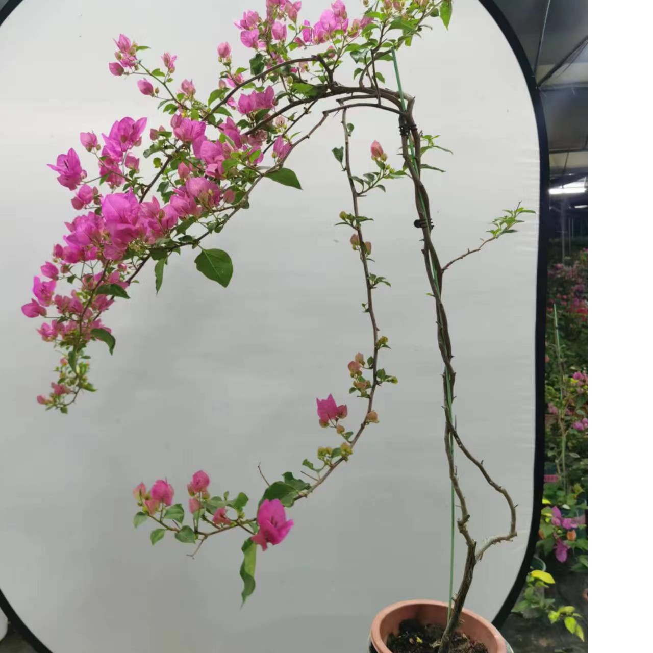 【花华园艺】三角梅一物一拍 基地直发 四季开花喜阳室内外好养