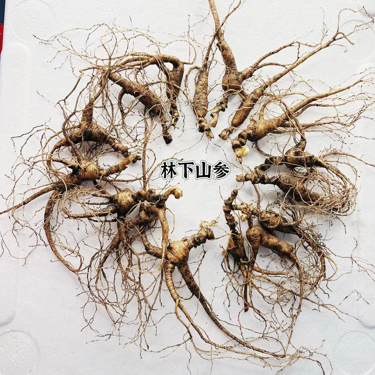 林下山参 10到15支左右 煲汤泡酒煮水 洗完的参不可以退