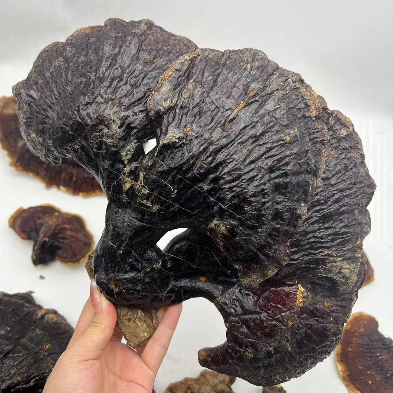 东北长白山山灵芝 