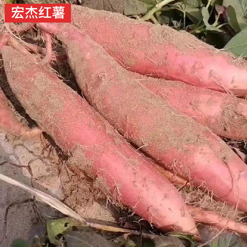 【阿昊】红薯批发雄县蜜薯糖心沙地西瓜红番薯地瓜烟薯25红心红薯产