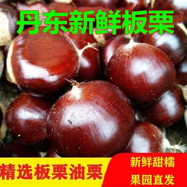 【阿昊】丹东农家现摘新鲜带壳板栗大果老树油栗小毛栗生栗子糯粉整