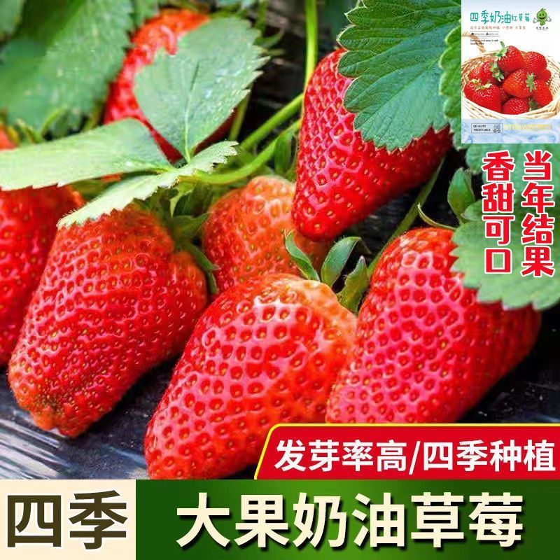 【蔬菜大果食用水果种籽】四季香甜盆栽种子奶油阳台草莓易种苗种球