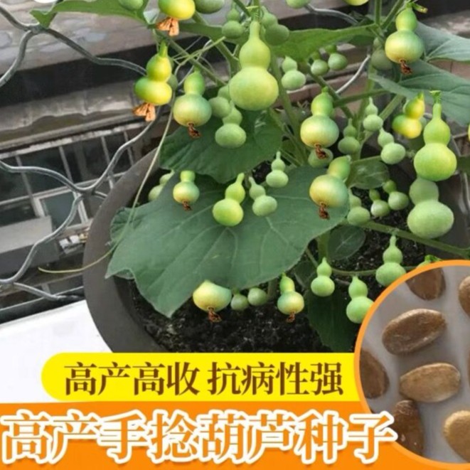 【阳台盆栽观赏迷你手捻葫芦小葫芦种子】籽观赏葫芦种子看种球