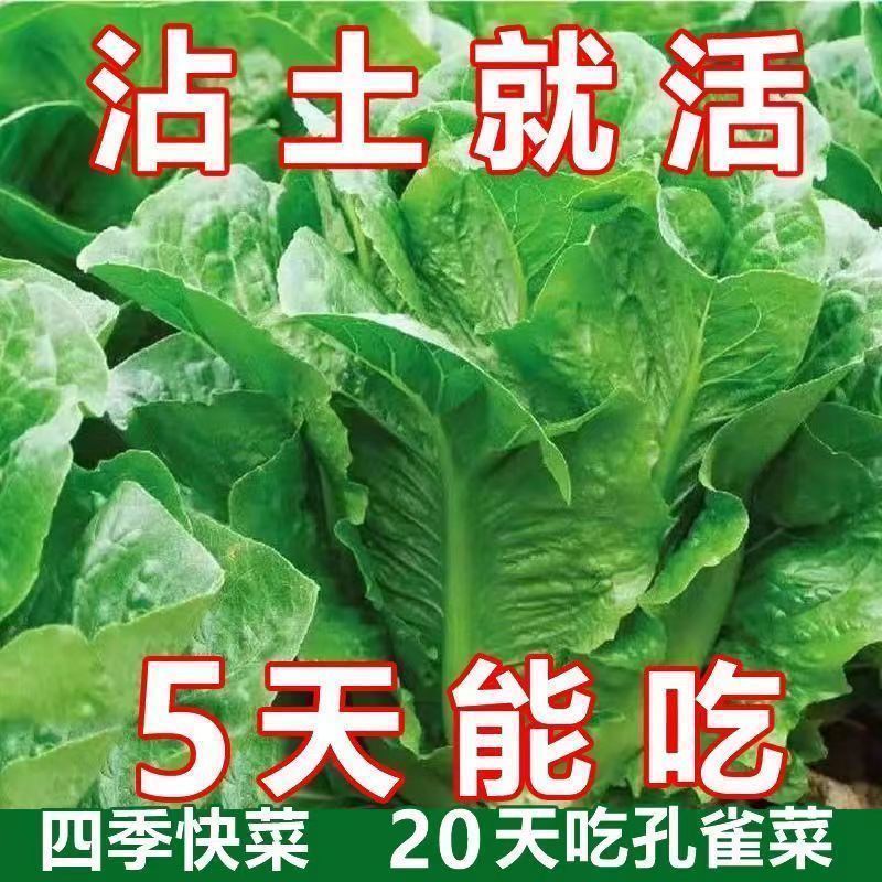 孔雀菜不打药不生虫生吃脆甜高营养直立生菜四季播生菜