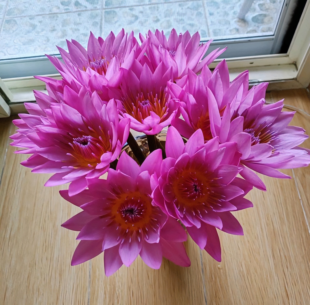 10枝粉色睡莲紫色莲花家用摆放广州基地直发室内荷花鲜花花束