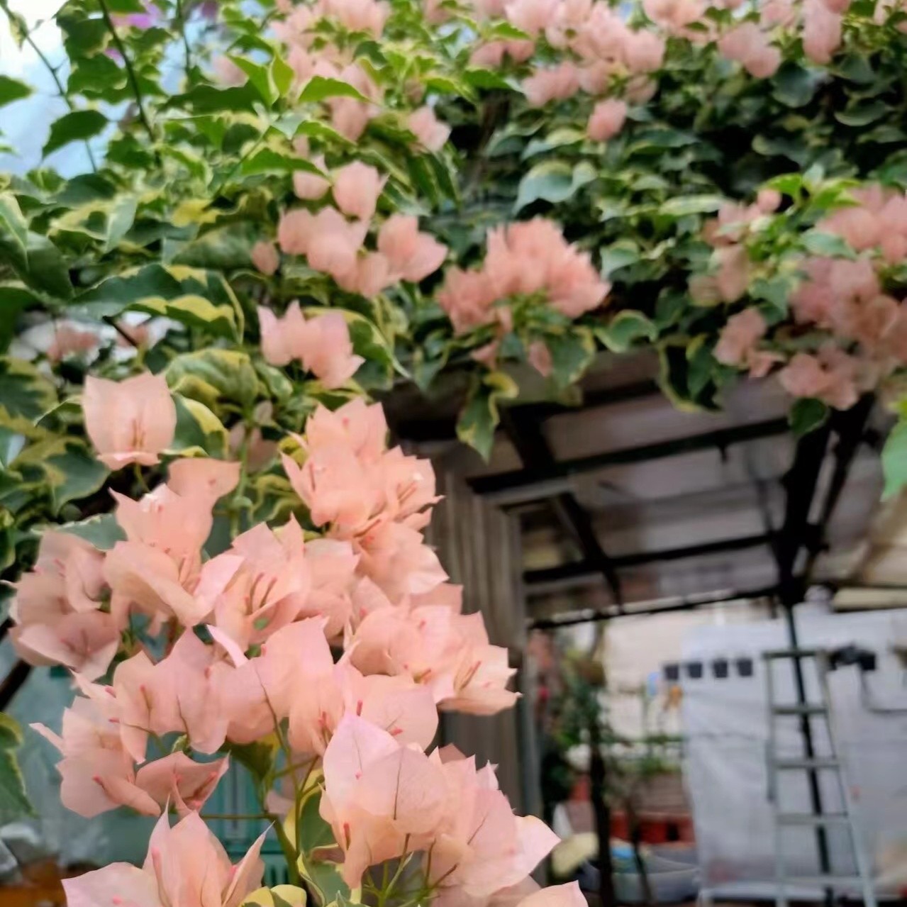 三角梅链接 直播为准