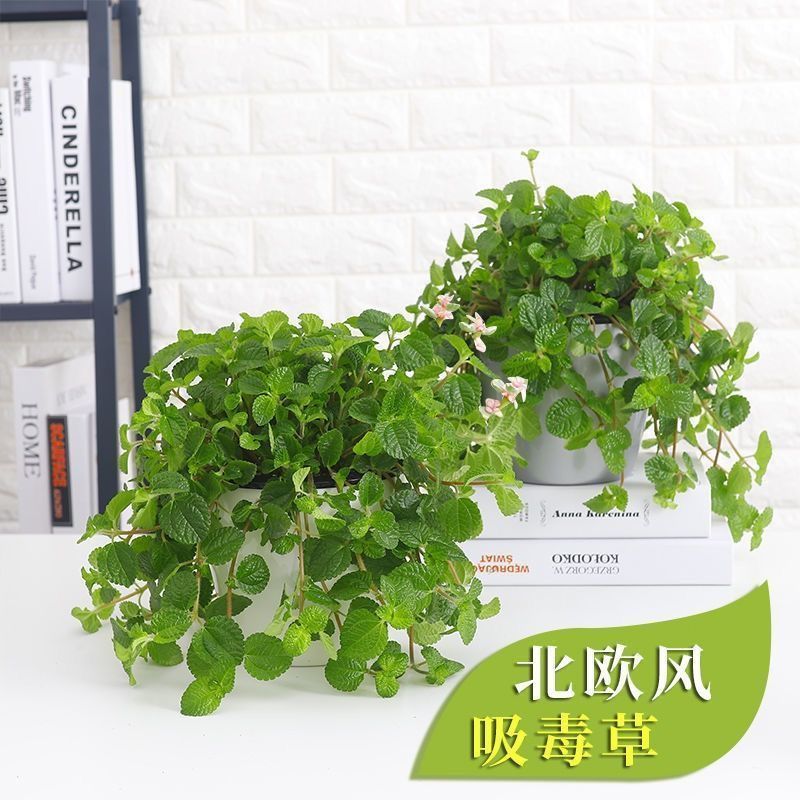 D79*吸毒草盆栽室内绿植客厅净化空气吸去甲醛植物新房去味绿植花