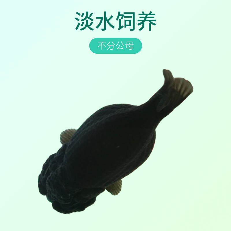 兰寿金鱼，饲养观赏鱼完整开箱视频包损。