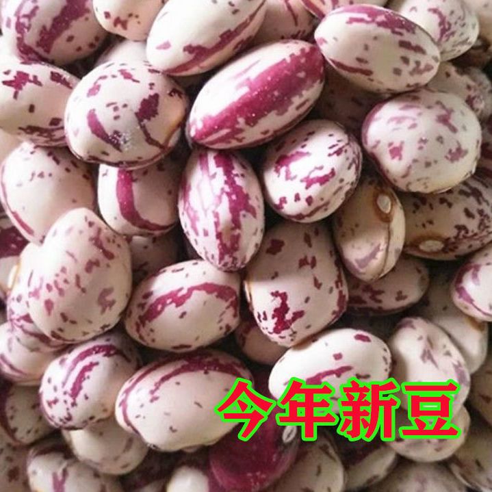 2025年贵州高山雀蛋豆贵州特产农家自种雀蛋豆奶花豆四季豆