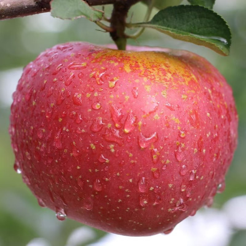 高山美物云南昭通丑苹果冰糖心脆甜多汁新鲜水果