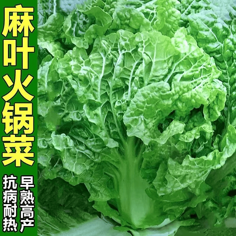 【全店满5包包邮】火锅白菜种子叶多无筋高产抗病早熟秋季播大田